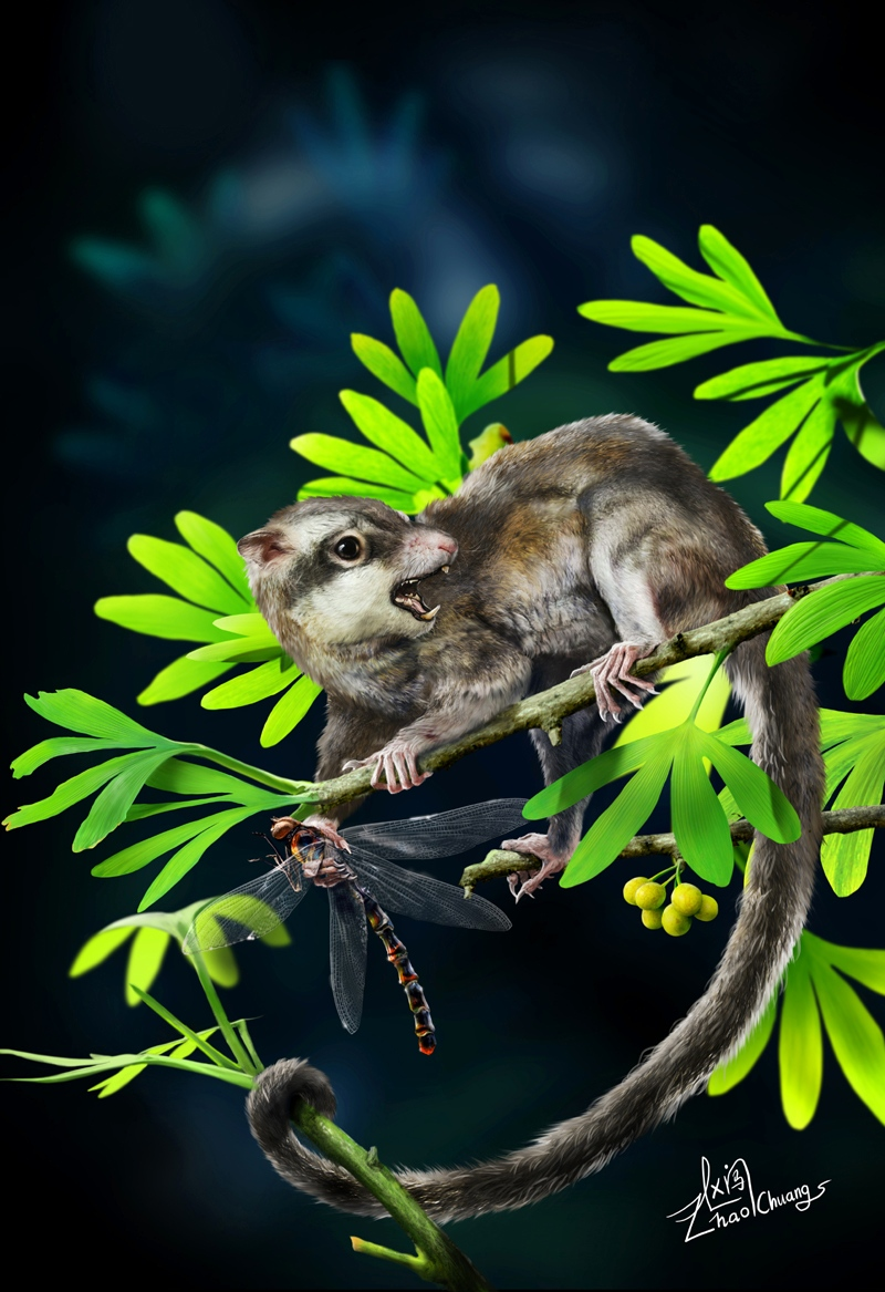 Illustration for article titled This furry Jurassic-era creature was not our ancestor